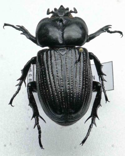 Phileurus didymus