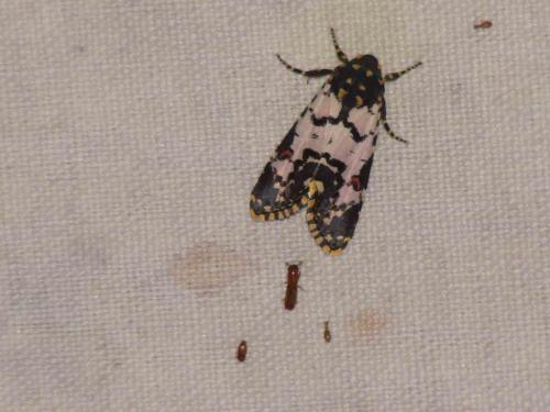 Réf. 79 467 : Polytela cliens