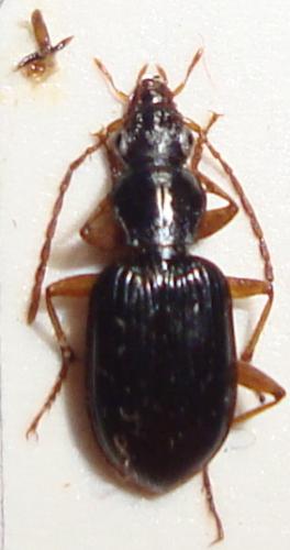 Paranchus albipes