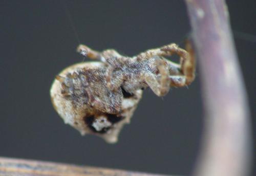 Hyptiotes sp.
