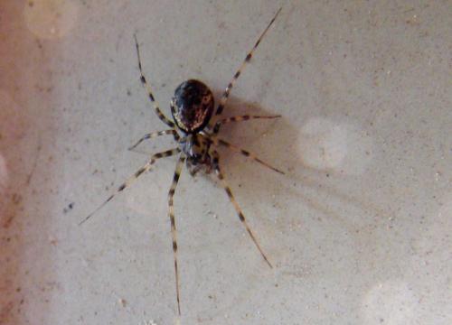 Drapetisca socialis