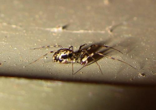 Drapetisca socialis