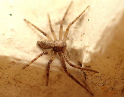 Philodromus sp.