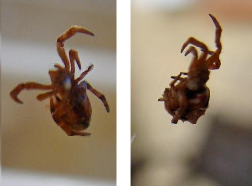 Hyptiotes sp.