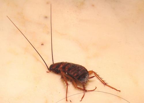 Periplaneta americana