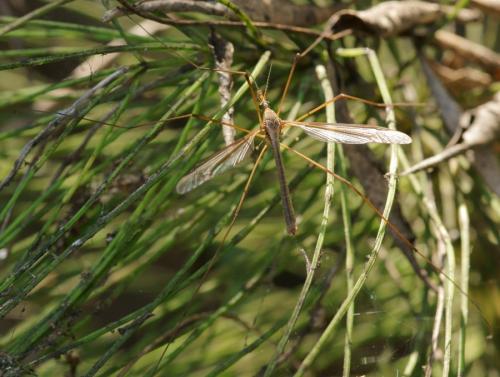 Tipula italica italica