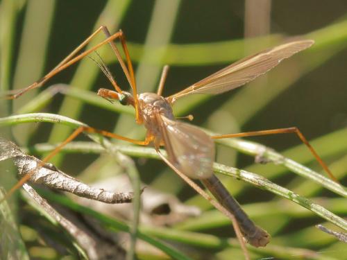 Tipula italica italica