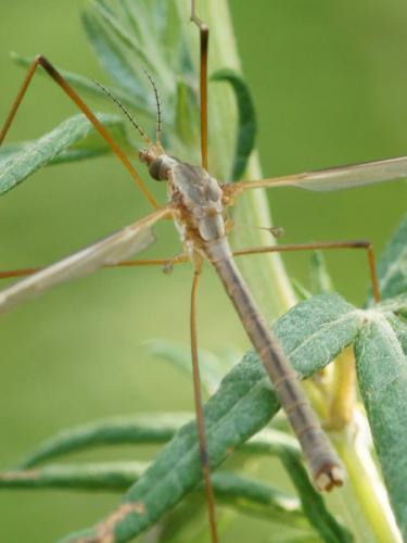 Tipula italica italica