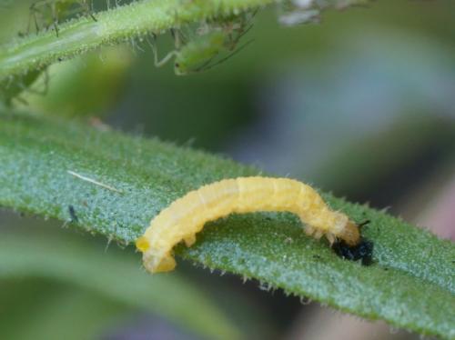 Gymnoscelis rufifasciata