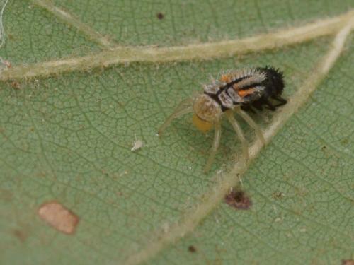 Harmonia axyridis