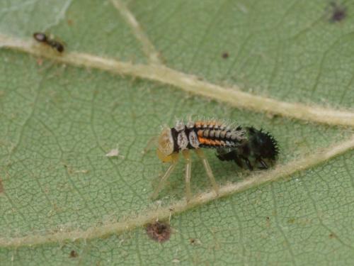 Harmonia axyridis