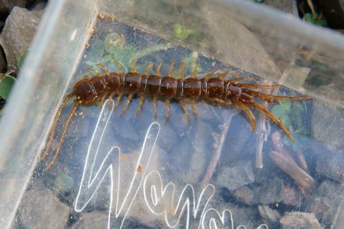 Réf. 79 288 : Lithobius sp.