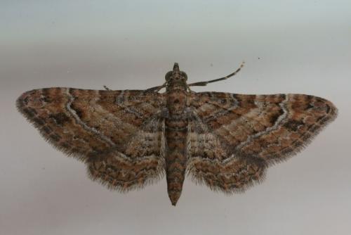 Réf. 79 335 : Gymnoscelis rufifasciata