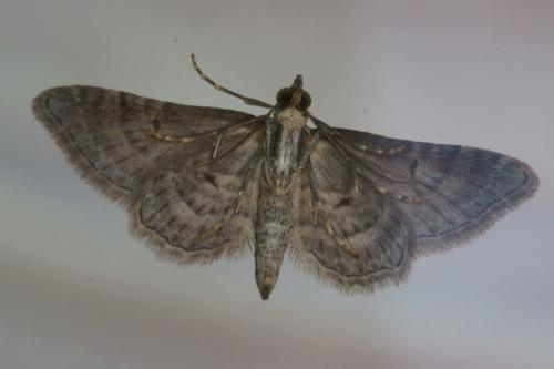 Réf. 79 336 : Gymnoscelis rufifasciata
