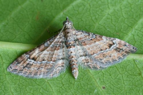 Réf. 79 337 : Gymnoscelis rufifasciata