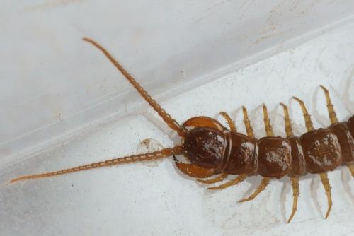 Réf. 79 292 : Lithobius sp.