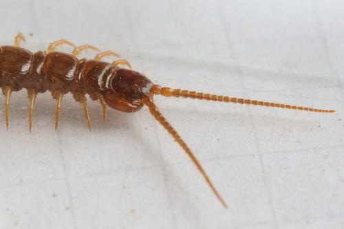 Réf. 79 290 : Lithobius sp.