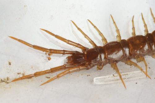 Lithobius sp.