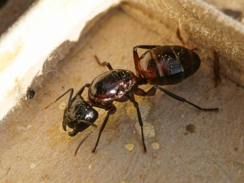 Réf. 79 582 : Camponotus ligniperda