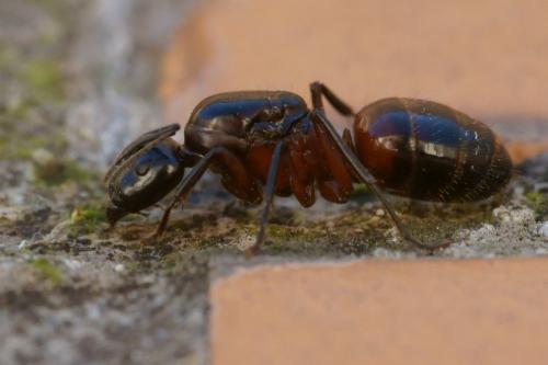 Réf. 79 583 : Camponotus ligniperda