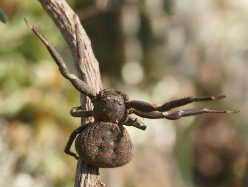Bassaniodes robustus