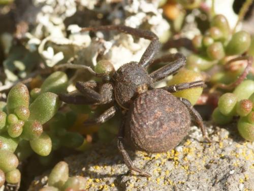 Bassaniodes robustus