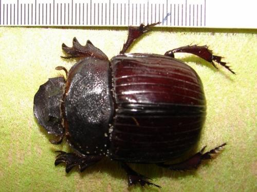 Heliocopris haroldi