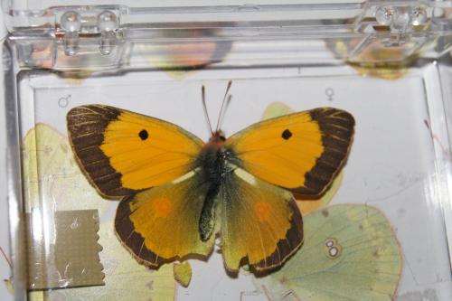 Colias croceus