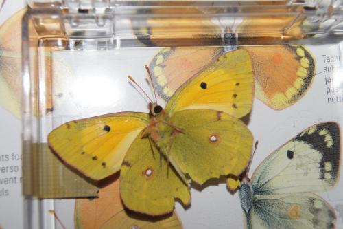 Colias croceus