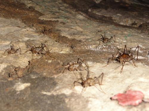 Tachycines asynamorus