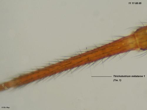 Réf. 79 391 : Tallusia experta