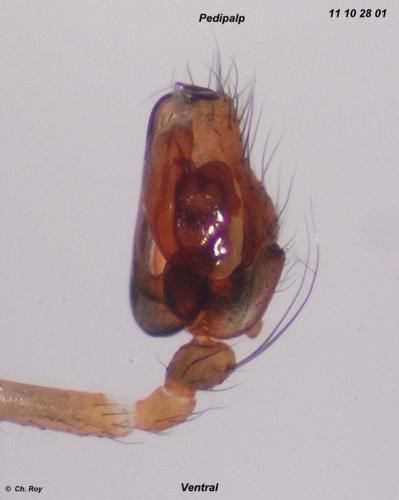 Diplostyla concolor