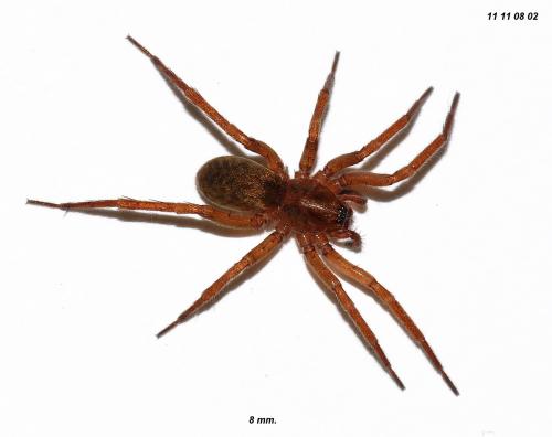 Agroeca brunnea
