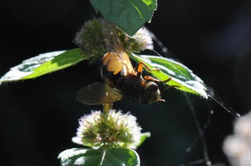 Tachina magnicornis