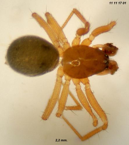 Porrhomma microphthalmum