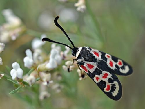Zygaena occitanica