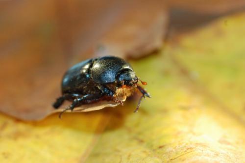 Réf. 79 524 : Pentodon algerinum