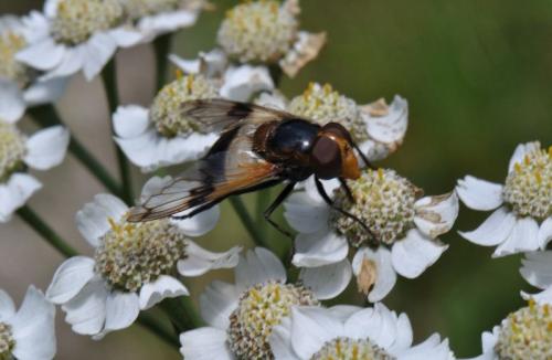 Volucella pellucens