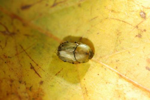 Réf. 79 525 : Euoniticellus fulvus