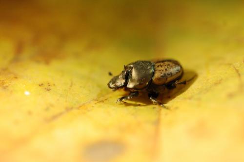 Onthophagus vacca