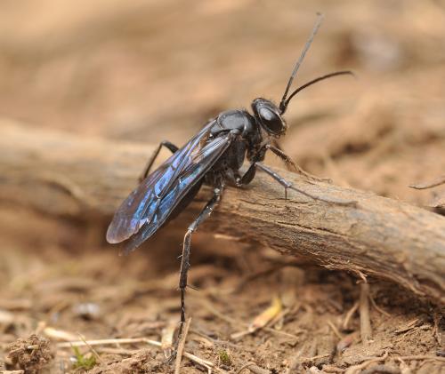 Episyron insularis
