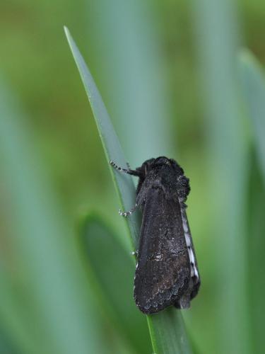 Brithys crini