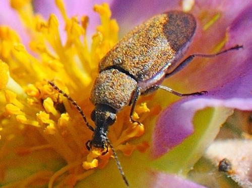 Réf. 79 496 : Mycterus curculioides
