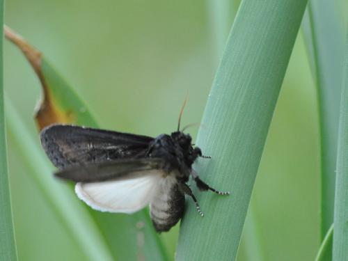 Réf. 79 648 : Brithys crini