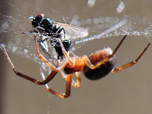 Réf. 79 754 : Steatoda nobilis
