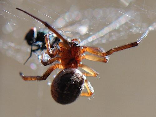 Réf. 79 755 : Steatoda nobilis