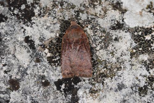 Conistra ligula