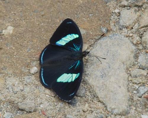 Diaethria clymena