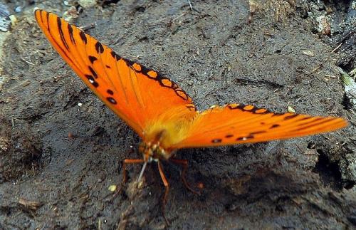 Agraulis vanillae