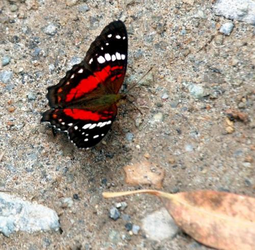 Anartia amathea